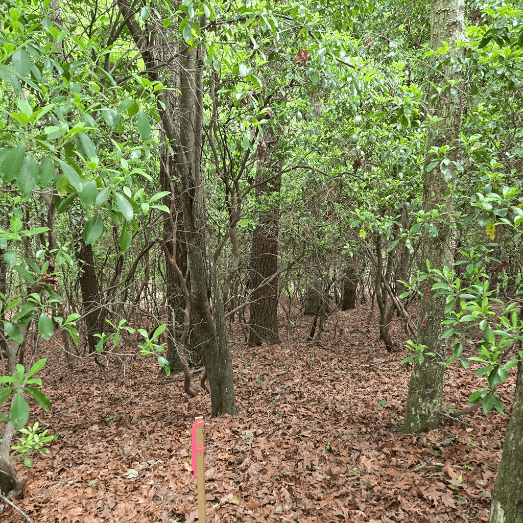 3.5acre Dusty Trail, Morganton GA 30560 - Photo