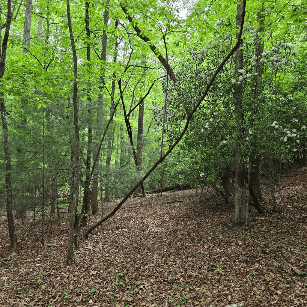 3.5acre Dusty Trail, Morganton GA 30560 - Photo