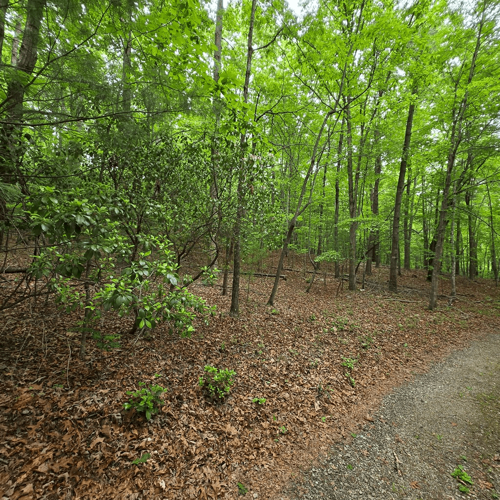 3.5acre Dusty Trail, Morganton GA 30560 - Photo