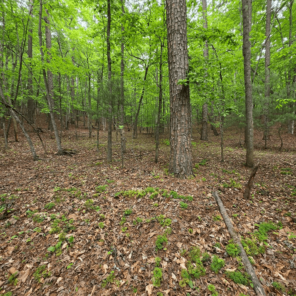 3.5acre Dusty Trail, Morganton GA 30560 - Photo