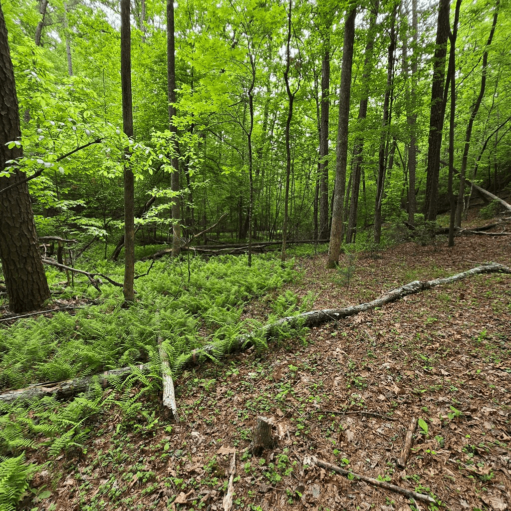 3.5acre Dusty Trail, Morganton GA 30560 - Photo