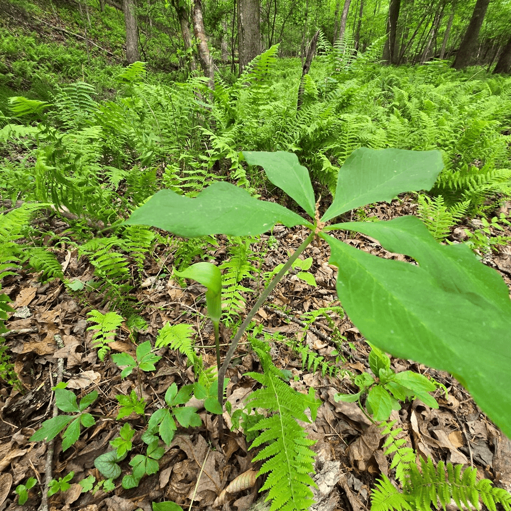 3.5acre Dusty Trail, Morganton GA 30560 - Photo
