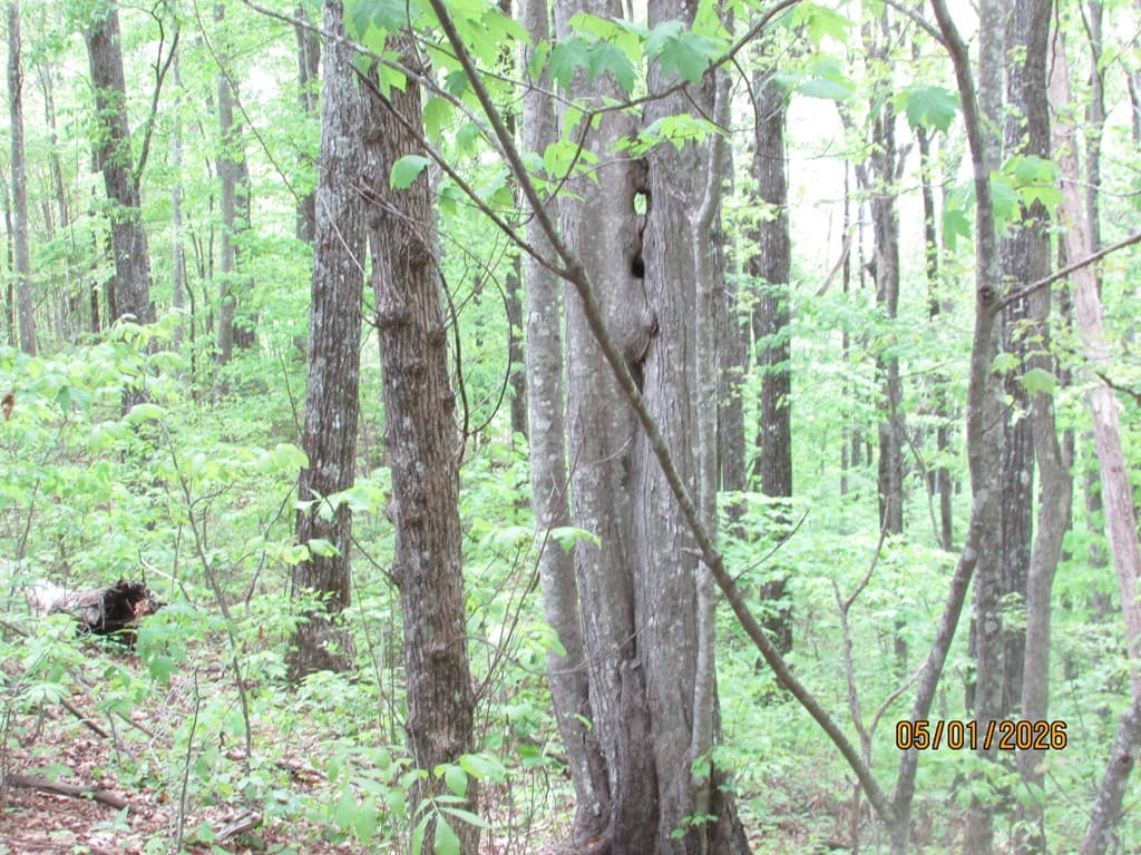 0 Taylor Knob Drive, Hayesville NC 28904 - Photo