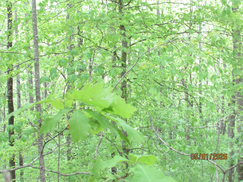 0 Taylor Knob Drive, Hayesville NC 28904 - Photo