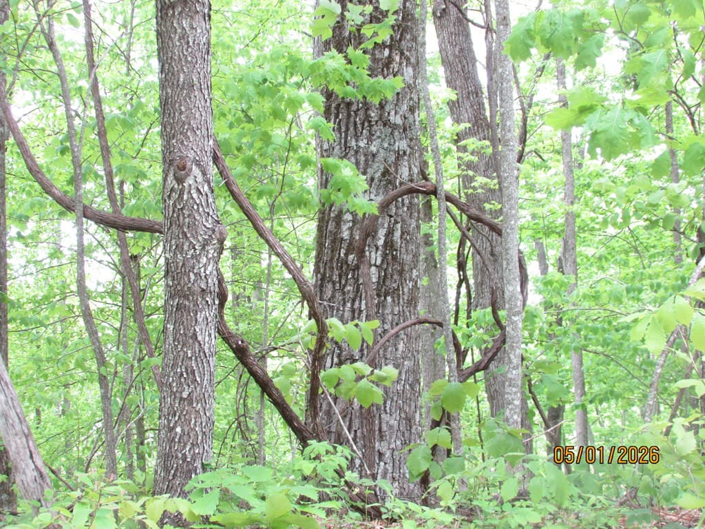 0 Taylor Knob Drive, Hayesville NC 28904 - Photo