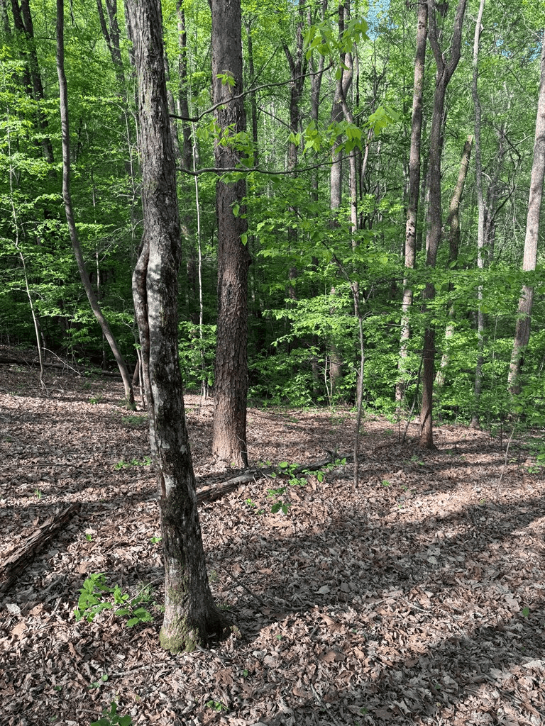 0 Mountain View Court, Ellijay GA 30536 - Photo