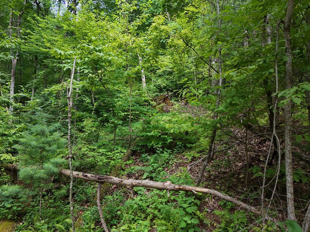 Lot 31 Highland Forge Lane, Blairsville GA 30512 - Photo
