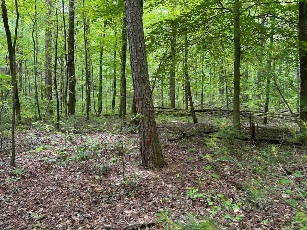 TR 1 Pleasant Hill Trail, Ellijay GA 30540 - Photo