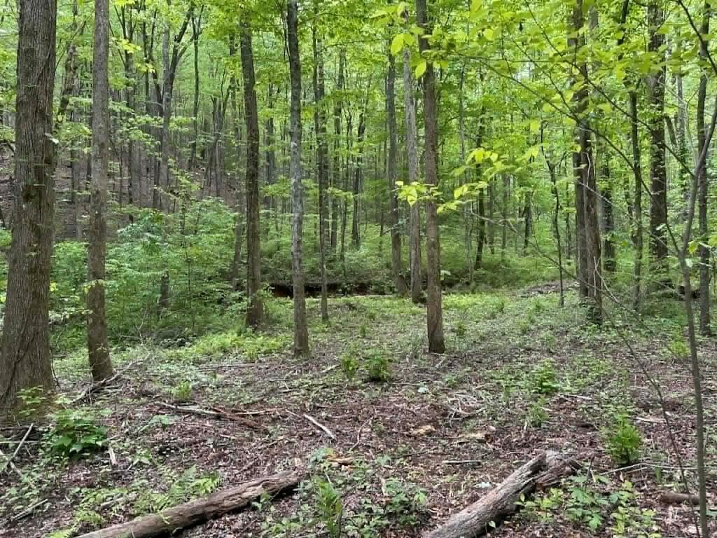TR 1 Pleasant Hill Trail, Ellijay GA 30540 - Primary photo