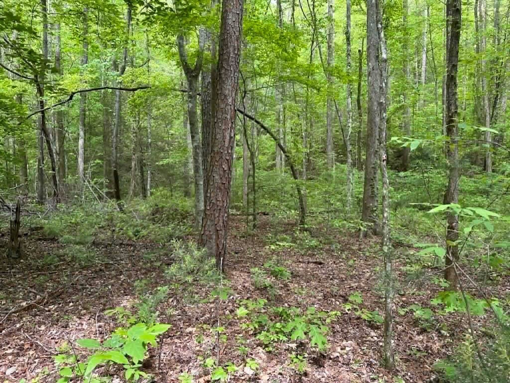 TR 1 Pleasant Hill Trail, Ellijay GA 30540 - Photo