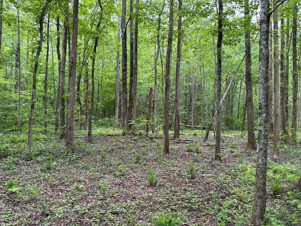 TR 1 Pleasant Hill Trail, Ellijay GA 30540 - Photo