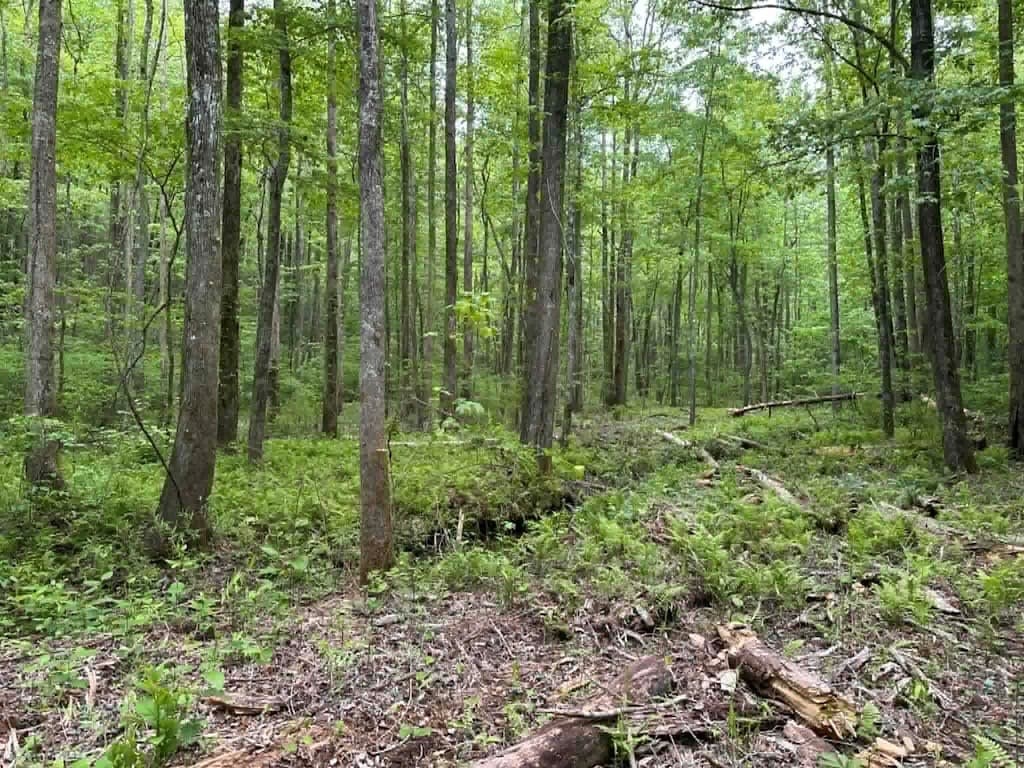 TR 1 Pleasant Hill Trail, Ellijay GA 30540 - Photo