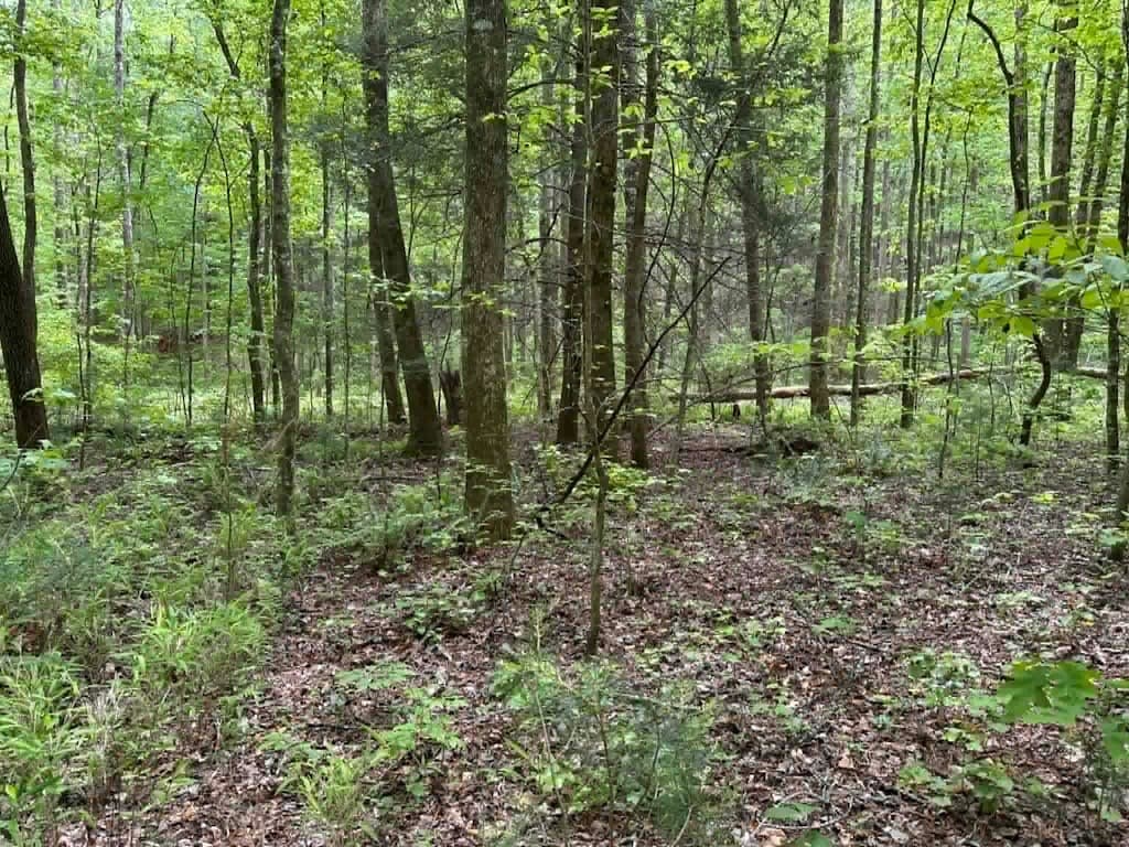 TR 1 Pleasant Hill Trail, Ellijay GA 30540 - Photo