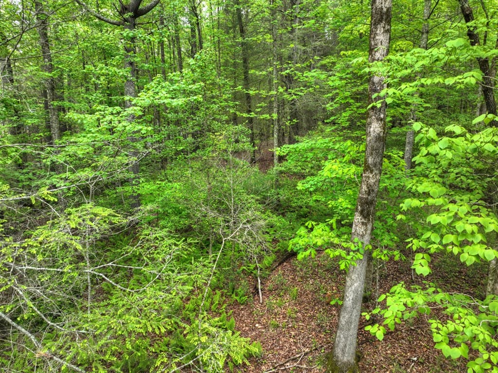 300 River Road, Cherry Log GA 30522 - Photo