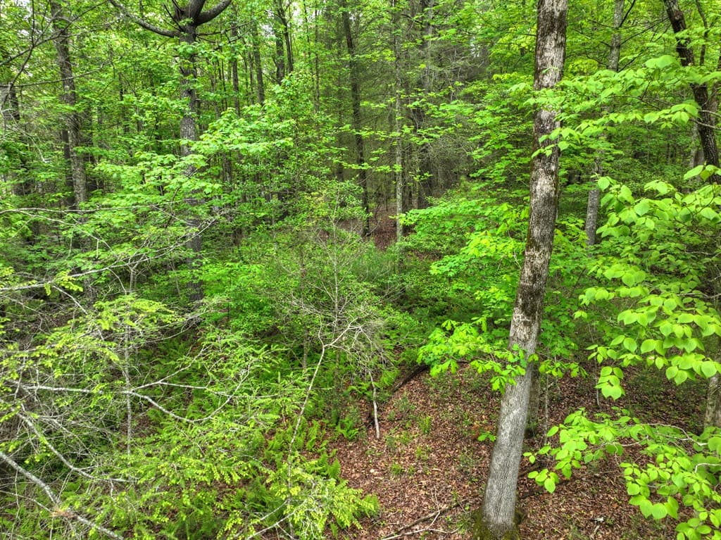 300 River Road, Cherry Log GA 30522 - Photo