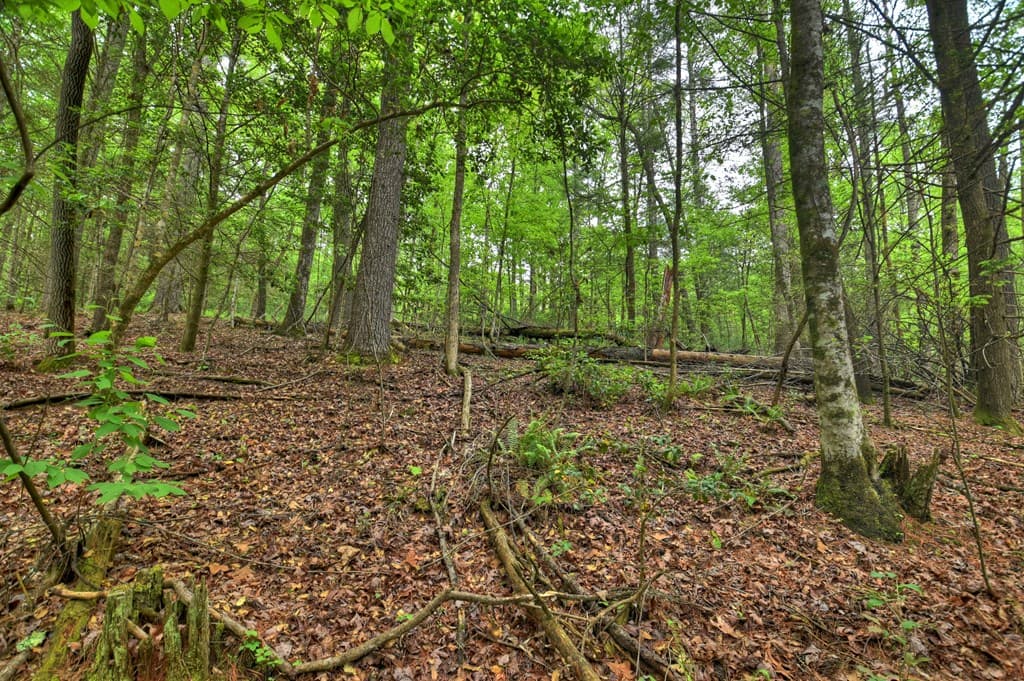 300 River Road, Cherry Log GA 30522 - Photo