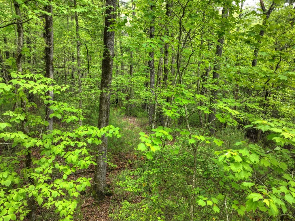 300 River Road, Cherry Log GA 30522 - Photo