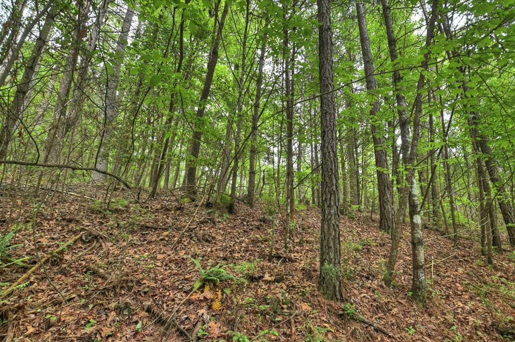 300 River Road, Cherry Log GA 30522 - Photo