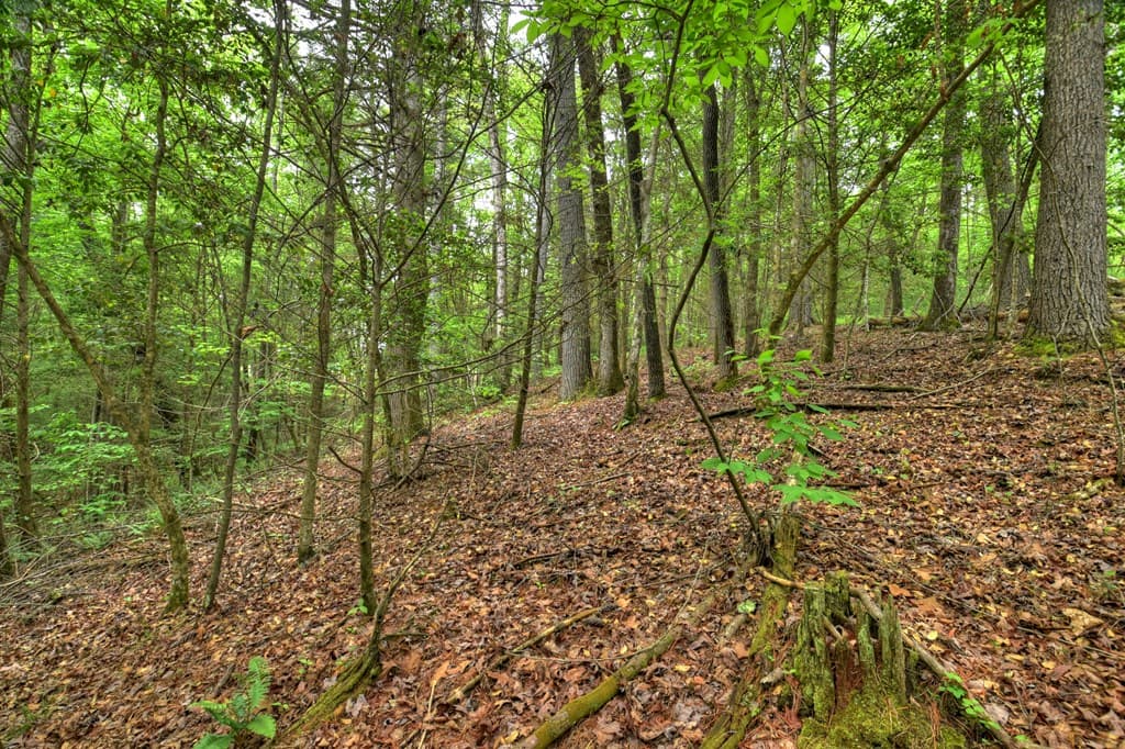 300 River Road, Cherry Log GA 30522 - Photo