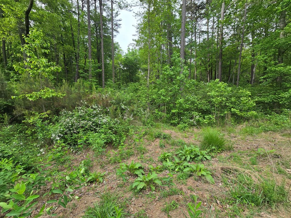 Lot 238 Pinnacle Dr, Ellijay GA 30540 - Photo
