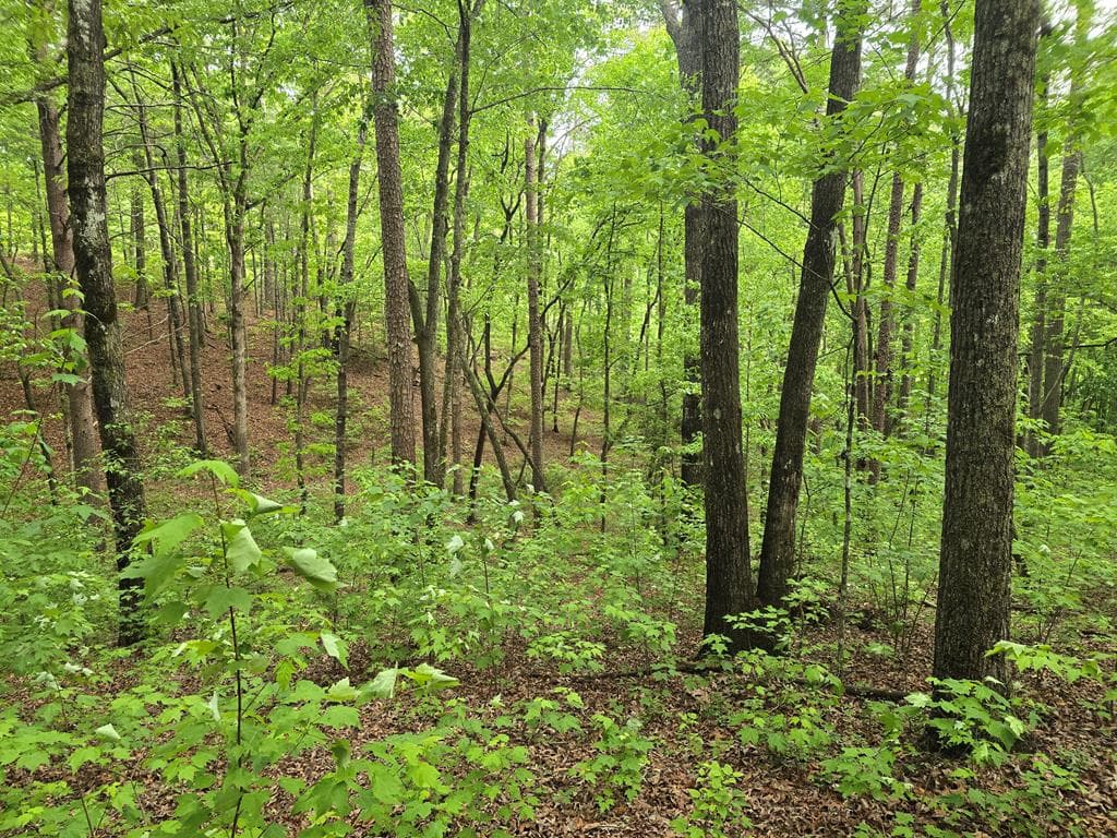 Lot 238 Pinnacle Dr, Ellijay GA 30540 - Photo