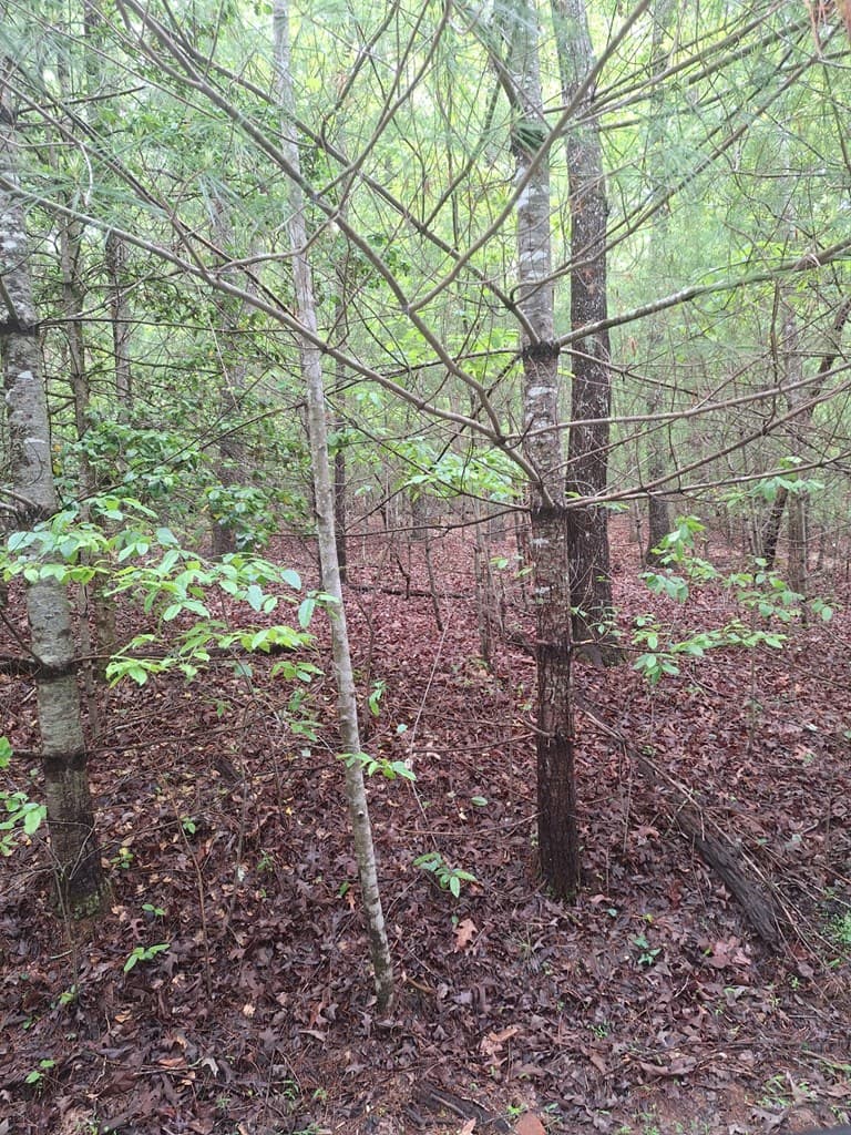 Lot 14 Noontootla Ridge Court, Blue Ridge GA 30513 - Photo