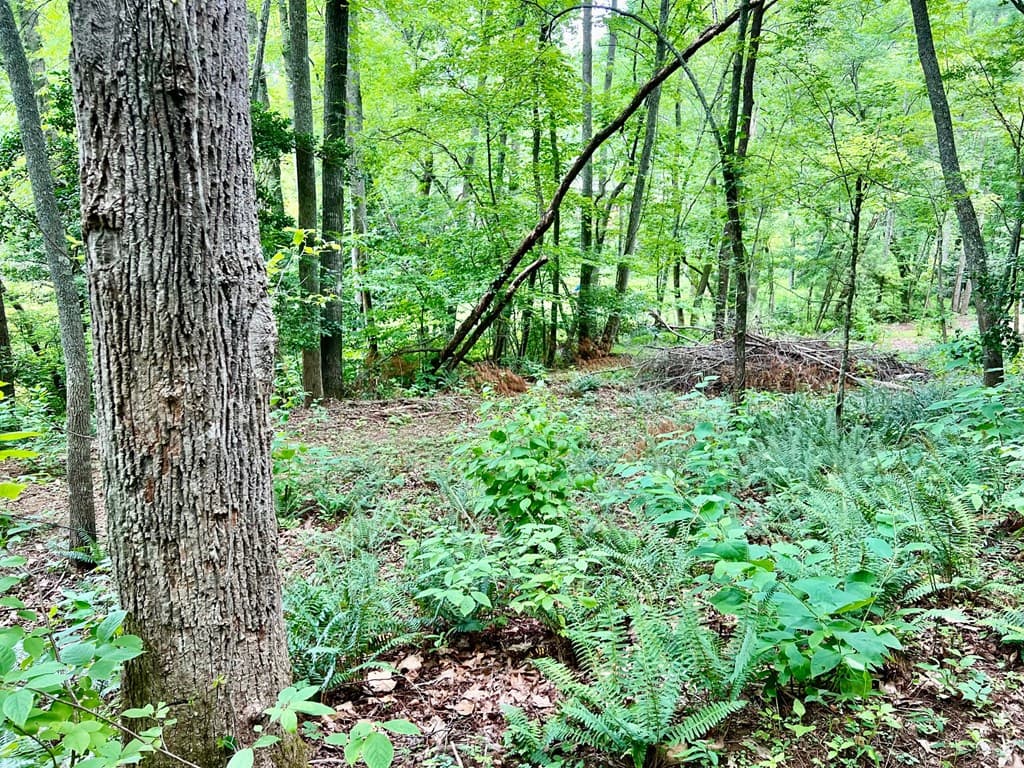 Lot 3 Lower Fox Trail, Blairsville GA 30512 - Photo