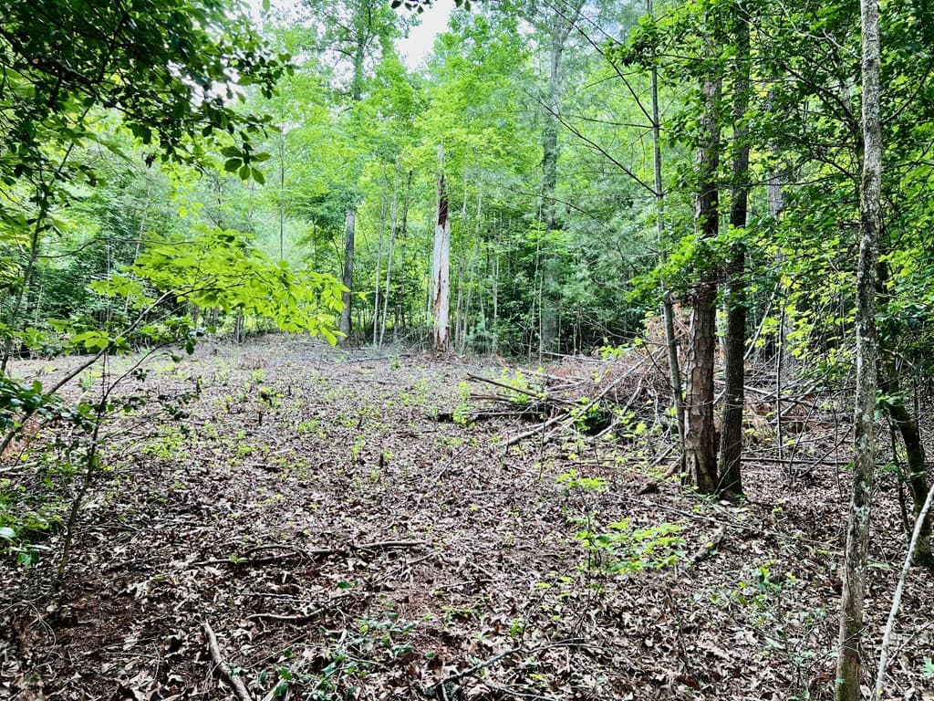 Lot 3 Lower Fox Trail, Blairsville GA 30512 - Photo