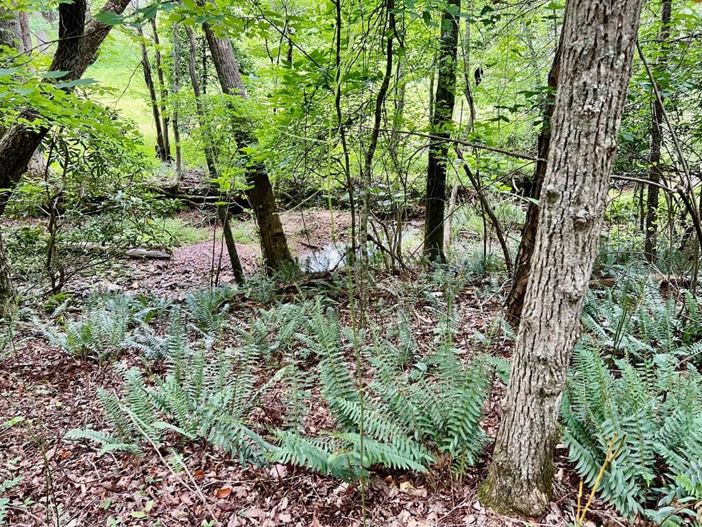 Lot 4 Lower Fox Trail, Blairsville GA 30512 - Photo