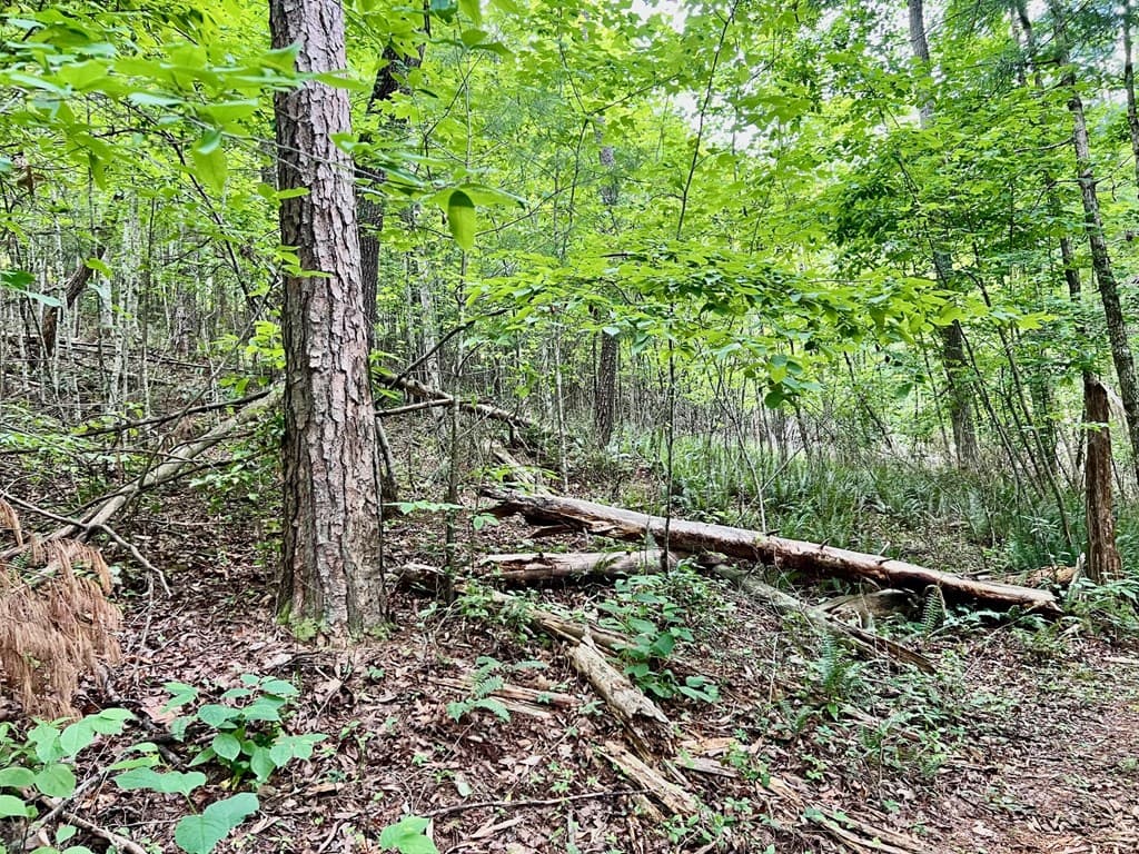 Lot 4 Lower Fox Trail, Blairsville GA 30512 - Photo