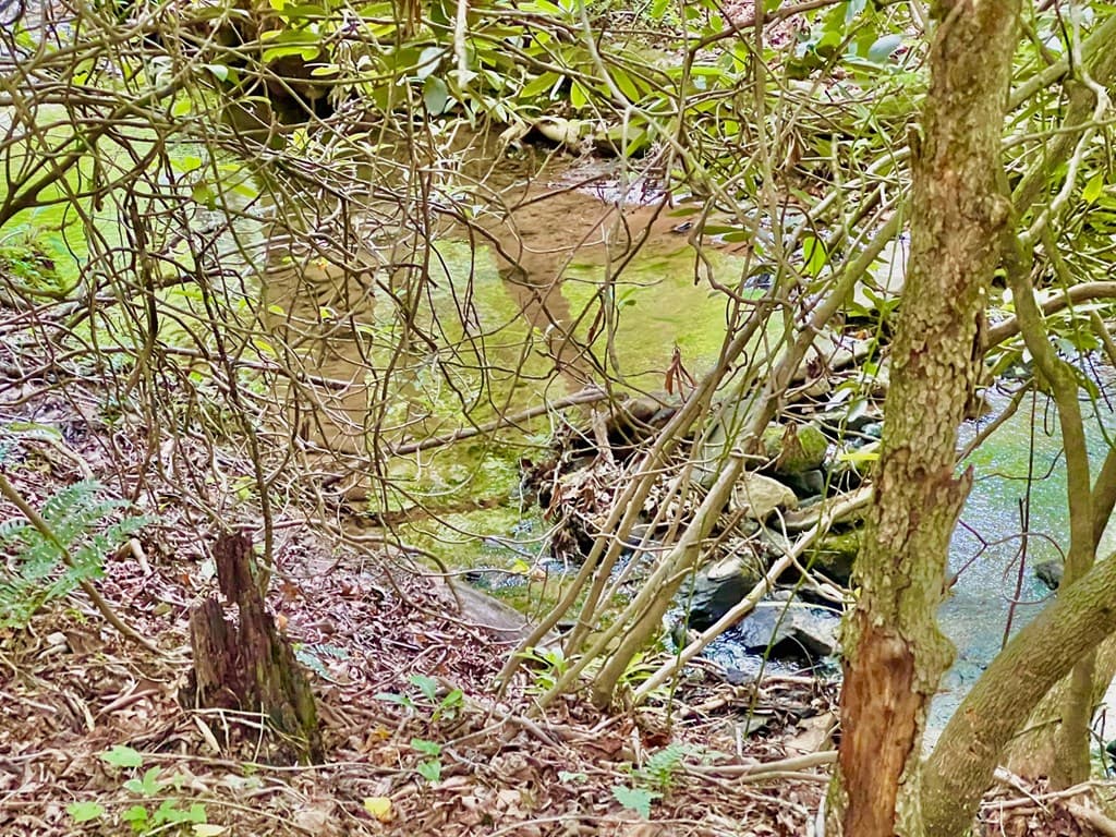 Lot 4 Lower Fox Trail, Blairsville GA 30512 - Photo