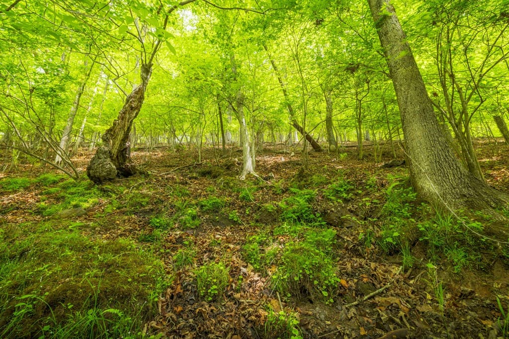 2.90Acre Galloway Road, Blue Ridge GA 30513 - Photo