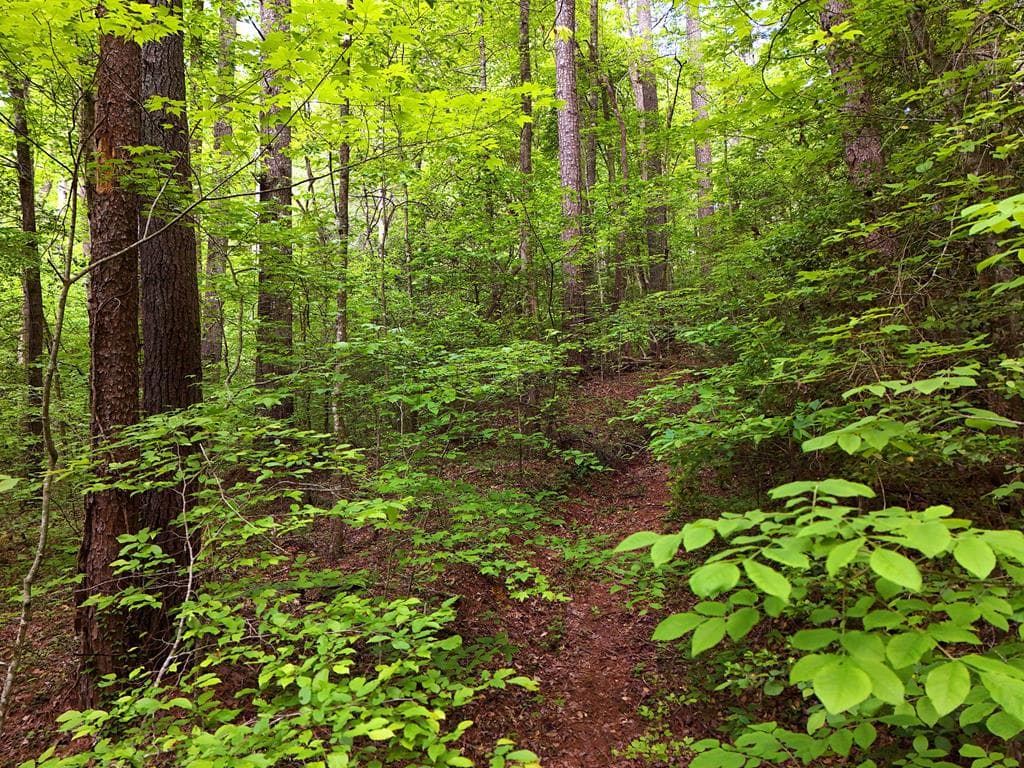 13 Acres Goose Island Road, Ellijay GA 30540 - Photo