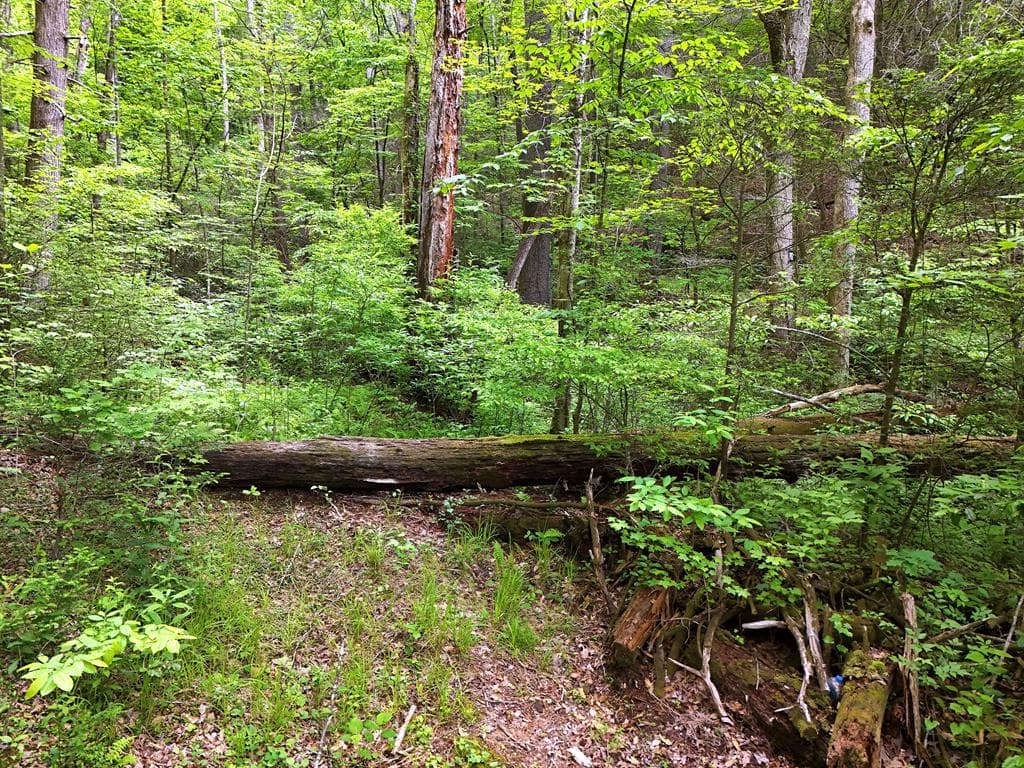 13 Acres Goose Island Road, Ellijay GA 30540 - Photo