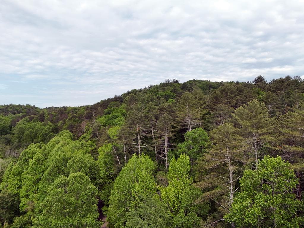 13 Acres Goose Island Road, Ellijay GA 30540 - Photo