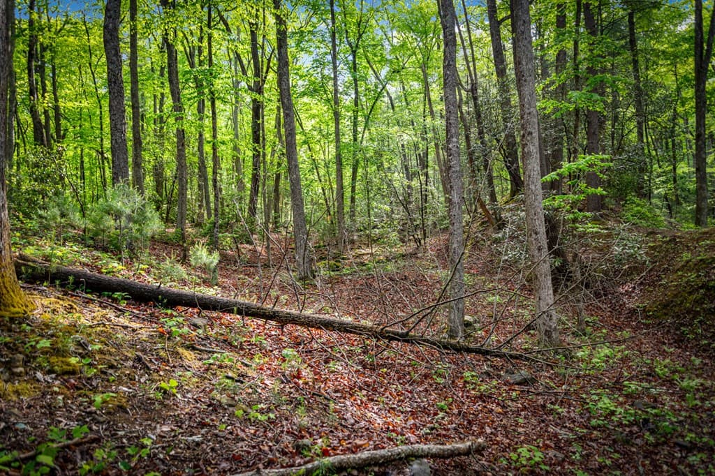 66 Windy Hill Drive, Cherry Log GA 30522 - Photo