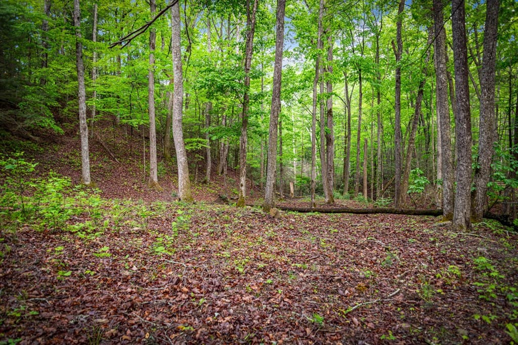 66 Windy Hill Drive, Cherry Log GA 30522 - Photo