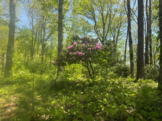 557 Shelton Road, Suches GA 30572 - Photo