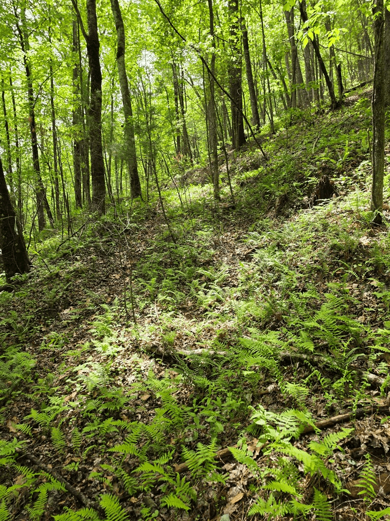 409 Harrison Sluder Road, Ellijay GA 30540 - Photo