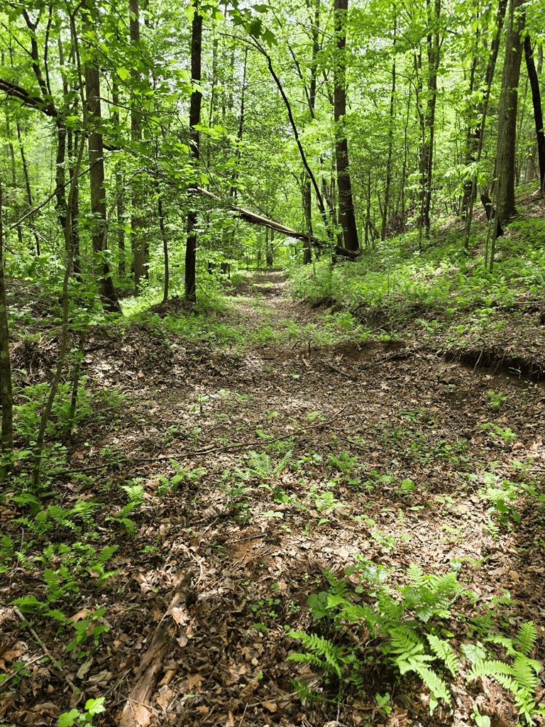 409 Harrison Sluder Road, Ellijay GA 30540 - Photo