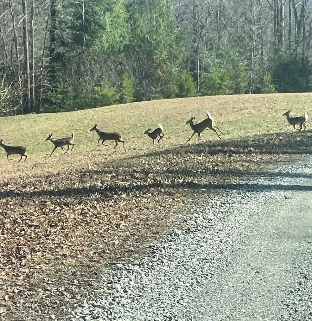 322 Deer Haven Trail, Murphy NC 28906 - Photo