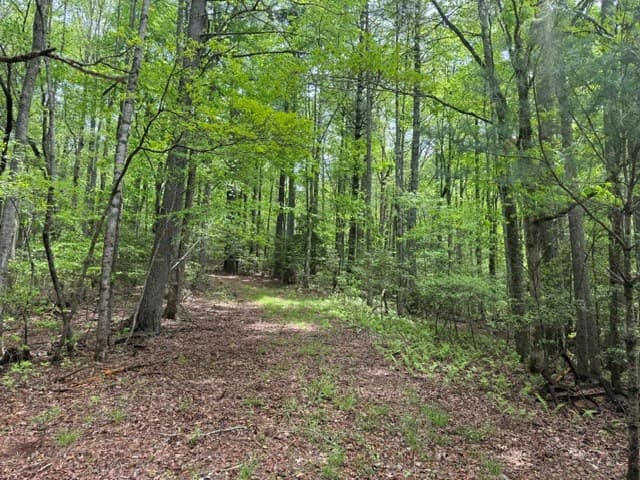 204 Grizzle Bear Lane, Suches GA 30572 - Photo