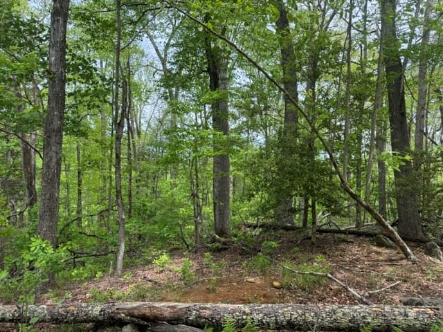204 Grizzle Bear Lane, Suches GA 30572 - Photo