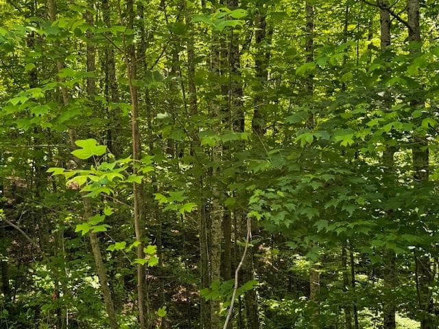 85 Cedar Road, Ellijay GA 30540 - Photo