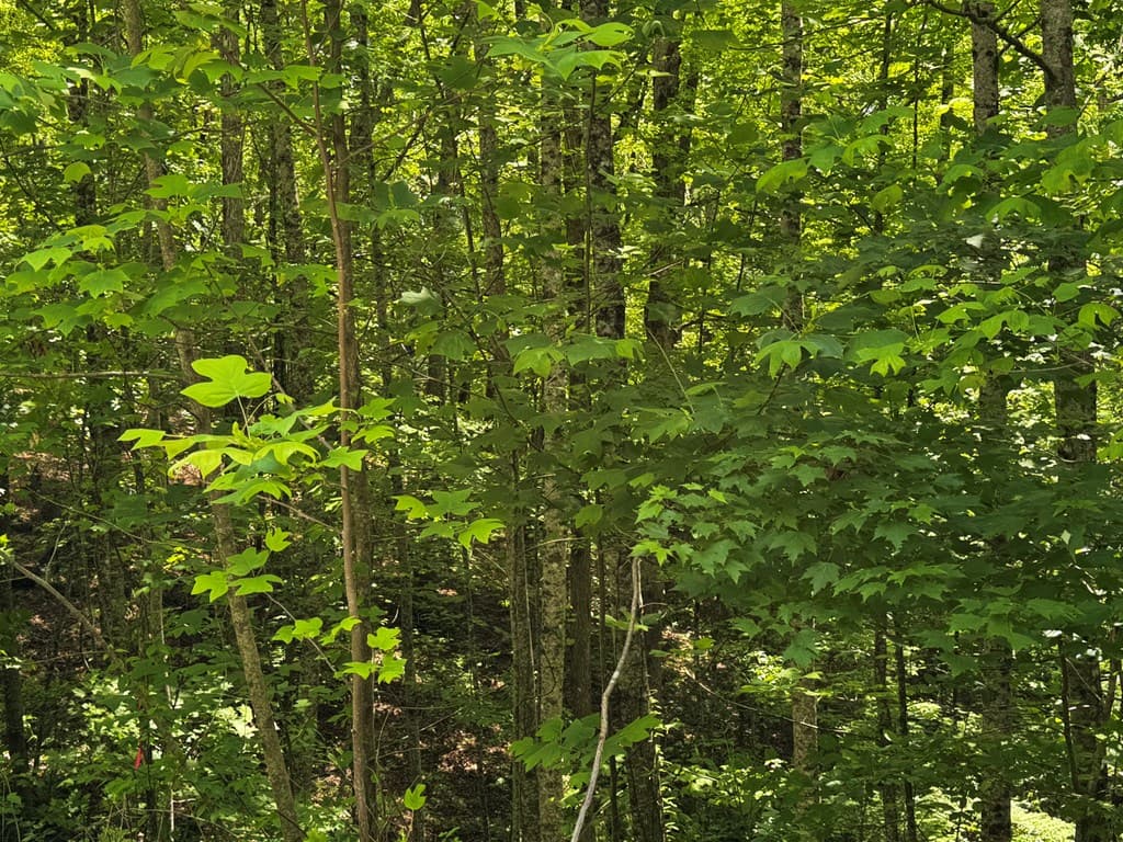 85 Cedar Road, Ellijay GA 30540 - Photo