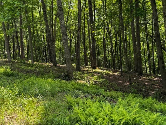 84 Cedar Road, Ellijay GA 30540 - Photo