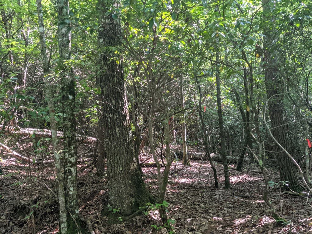 000 Town Mountain Road, Hayesville NC 28906 - Photo