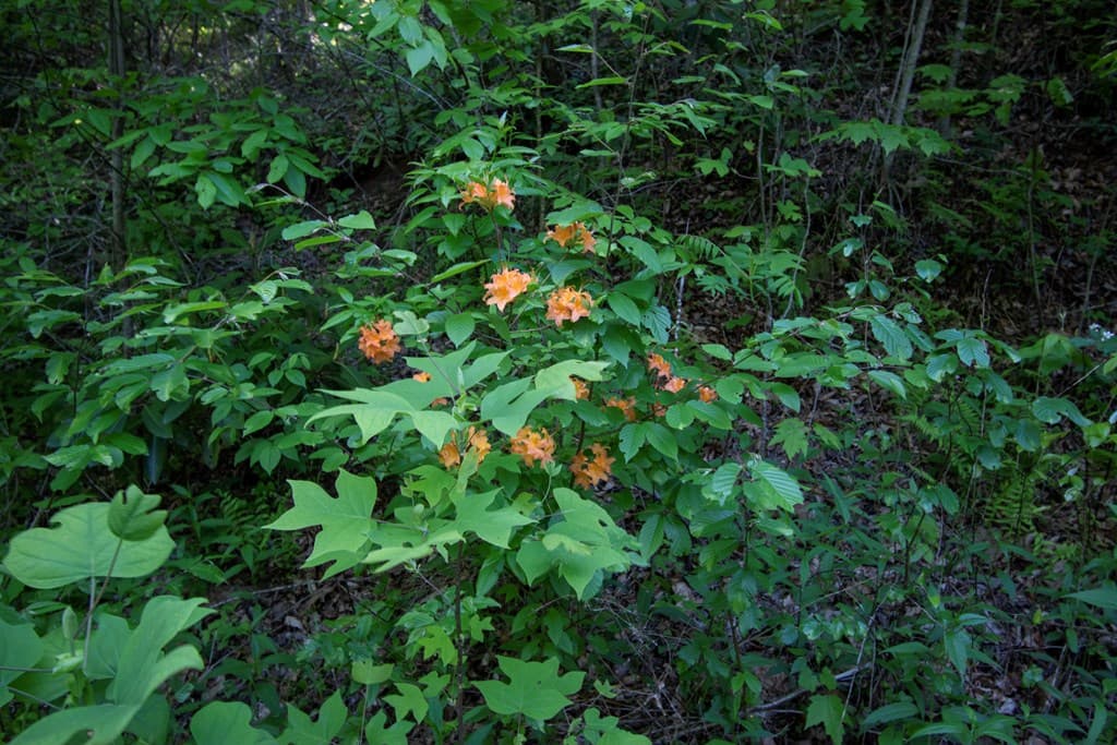 00 Walnut Cove Road, Robbinsville NC 28771 - Photo