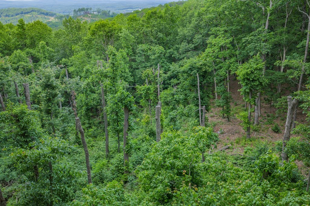 Lot 411 Calloway Mountain Road, Talking Rock GA 30175 - Photo