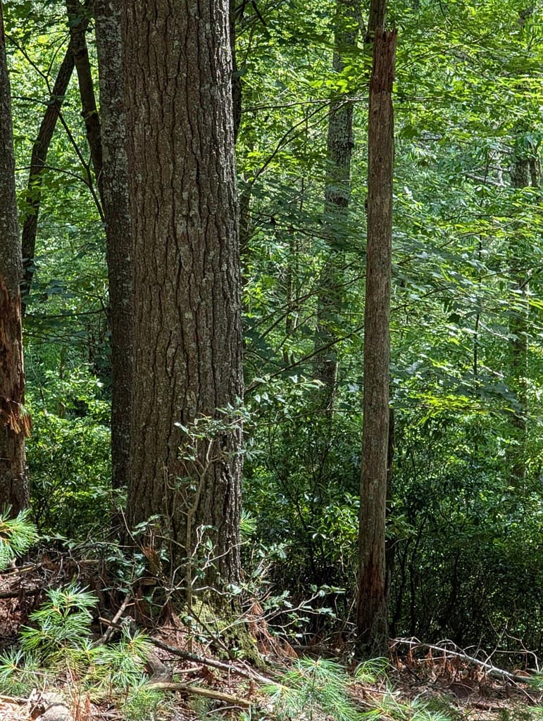 Lot 32 Byers Road, Blairsville GA 30512 - Photo